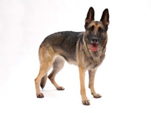 エムドッグス,動物プロダクション,ペットモデル,ペットタレント,モデル犬,タレント犬,ジャーマンシェパードドッグ,凛和(りな)