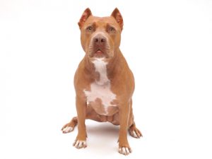 エムドッグス,動物プロダクション,ペットモデル,ペットタレント,モデル犬,タレント犬,アメリカンピットブルテリア,マンネ