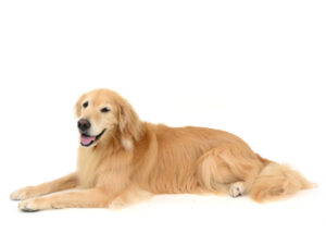 エムドッグス,動物プロダクション,ペットモデル,モデル犬,タレント犬,ゴールデンレトリーバー,ローラン