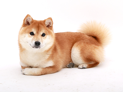 エムドッグス,ペットモデル,動物プロダクション,タレント犬,柴犬,るびん