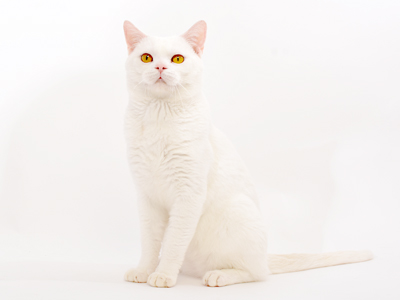 エムドッグス,ペットモデル,動物プロダクション,タレント猫,アメリカンショートヘア,大福