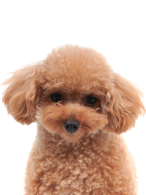 エムドッグス,動物プロダクション,ペットモデル,ペットタレント,モデル犬,タレント犬,トイプードル,ウィル