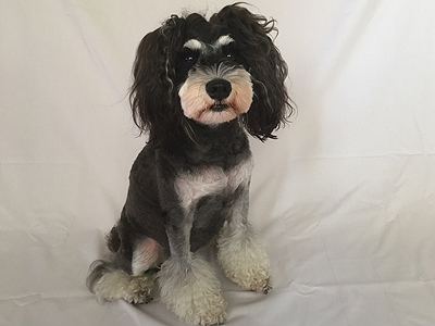 エムドッグス,動物プロダクション,ペットモデル,モデル犬,ミニチュアシュナウザー,凛