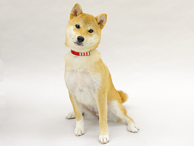 エムドッグス,ペットモデル,動物プロダクション,モデル犬,柴犬,小春