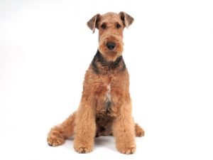 エムドッグス,動物プロダクション,ペットモデル,ペットタレント,モデル犬,タレント犬,エアデールテリア,レノン