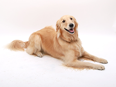 エムドッグス,動物プロダクション,ペットモデル,モデル犬,ゴールデンレトリバー,もおか