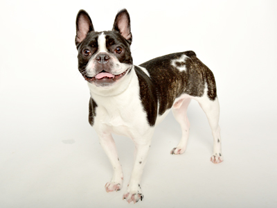 エムドッグス,動物プロダクション,ペットモデル,モデル犬,フレンチブルドッグ,スカイ