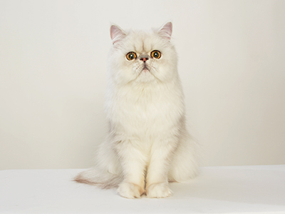 エムドッグス,ペットモデル,動物プロダクション,モデル猫,ペルシャ,ちぢみ