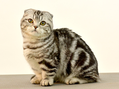 エムドッグス,動物プロダクション,ペットモデル,マンチカン,まんちよ
