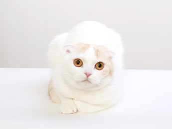 エムドッグス,動物プロダクション,ペットモデル,スコティッシュフォールド,ミニー