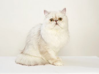エムドッグス,動物プロダクション,ペットモデル,モデル猫,ペルシャ猫,ちぢみ