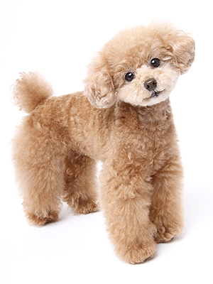 エムドッグス,動物プロダクション,ペットモデル,モデル犬,タレント犬,トイプードル,プリン