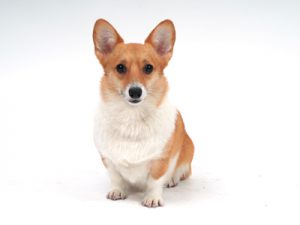 エムドッグス,動物プロダクション,ペットモデル,モデル犬,タレント犬,ウェルシュコーギー,プク