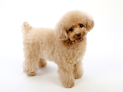 エムドッグス,ペットモデル,動物プロダクション,モデル犬,トイプードル,ぴの