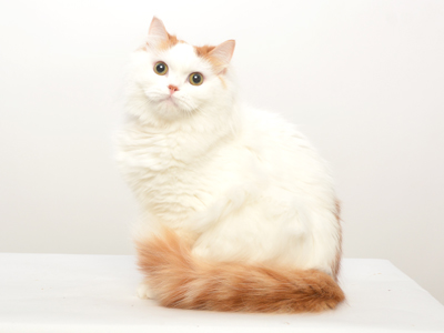 エムドッグス,ペットモデル,動物プロダクション,タレント猫,マンチカン,まっちー