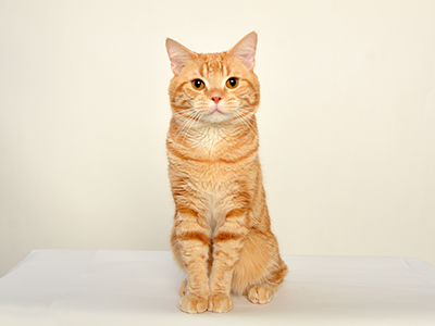 エムドッグス,動物プロダクション,ペットモデル,タレント猫,モデル猫,アメリカンショートヘア,オレンジ