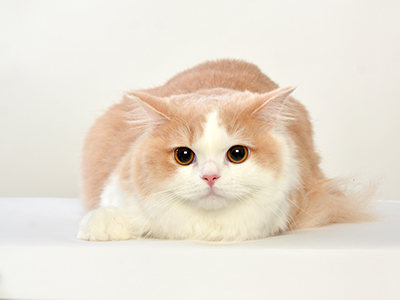 エムドッグス,ペットモデル,動物プロダクション,タレント猫,ラガマフィン,みる