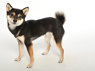 エムドッグス,動物プロダクション,ペットモデル,ペットタレント,モデル犬,タレント犬,柴犬,てつこ