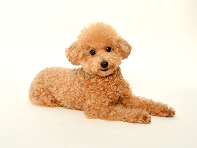 エムドッグス,動物プロダクション,ペットモデル,ペットタレント,モデル犬,タレント犬,トイプードル,チップ
