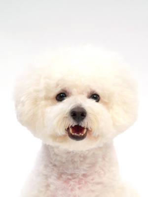 ビションフリーゼ ペットモデル 動物プロダクション エムドッグス ペットモデル タレント犬 タレント猫