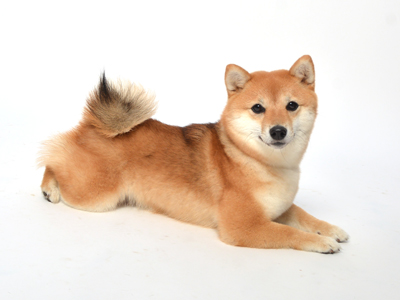 エムドッグス,動物プロダクション,ペットモデル,ペットタレント,モデル犬,タレント犬,柴犬,あずき