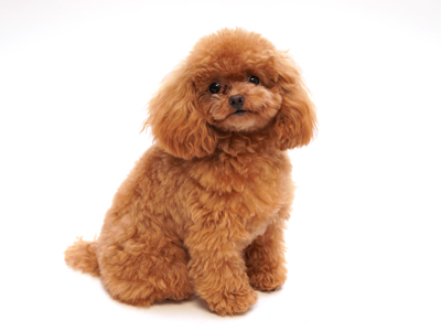 エムドッグス,動物プロダクション,ペットモデル,ペットタレント,モデル犬,タレント犬,トイプードル,つきみ