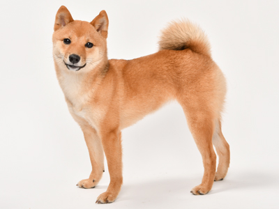エムドッグス,動物プロダクション,ペットモデル,ペットタレント,モデル犬,タレント犬,柴犬,なな