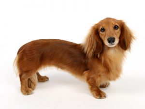 アルソックTV-CM,動物プロダクション,ペットモデル,ペットタレント,モデル犬,タレント犬,ミニチュアダックスフンド,オルテンシア