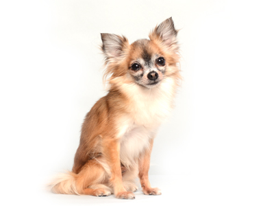 エムドッグス,動物プロダクション,ペットモデル,ペットタレント,モデル犬,タレント犬,ミックス犬,ハチミツ