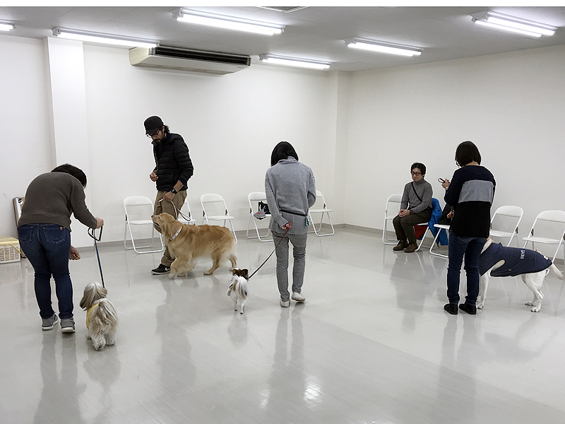 ペットモデル ウォーキングレッスンイメージ