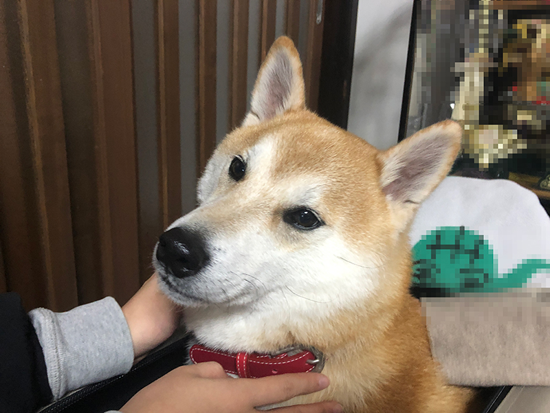 エムドッグス,動物プロダクション,ペットモデル,ペットタレント,モデル犬,タレント犬,柴犬,十太郎
