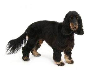 エムドッグス,動物プロダクション,ペットモデル,ペットタレント,モデル犬,タレント犬,イングリッシュコッカースパニエル,ねろり