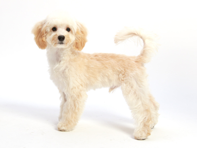 ペットモデルのミックス犬Lent