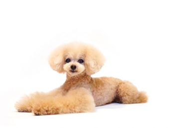 エムドッグス,動物プロダクション,ペットモデル,ペットタレント,モデル犬,タレント犬,トイプードル,プリン