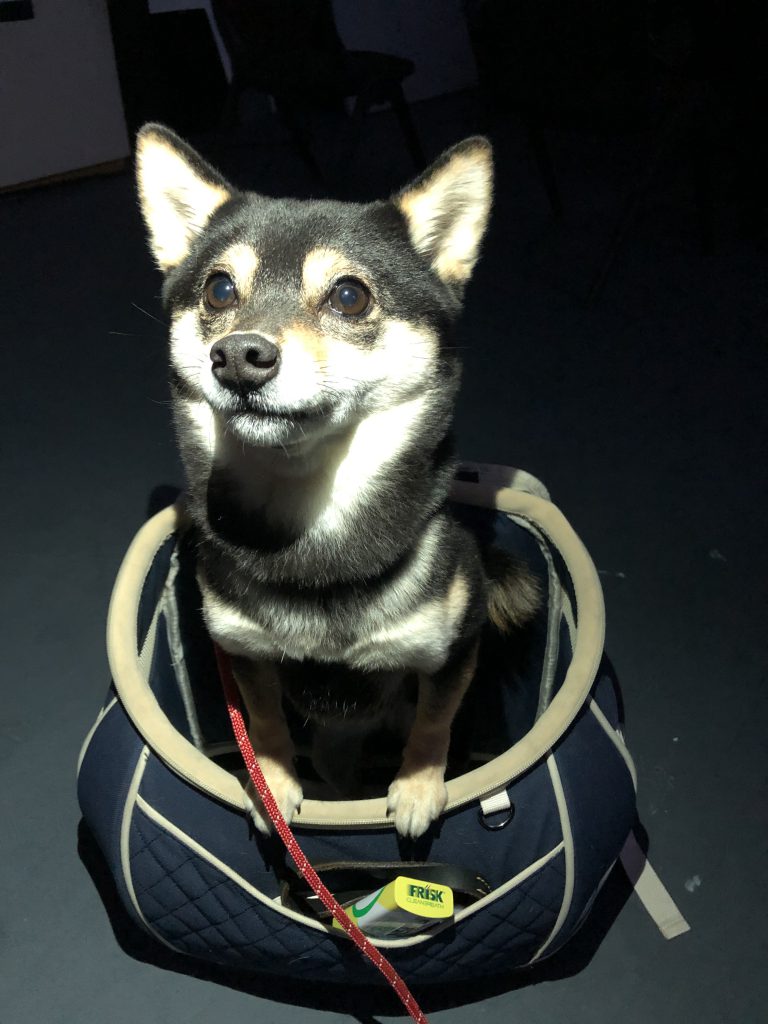 エムドッグス,動物プロダクション,ペットモデル,ペットタレント,モデル犬,タレント犬,柴犬,てつこ