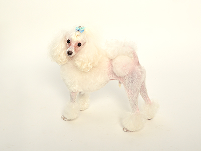 エムドッグス,動物プロダクション,ペットモデル,ペットタレント,モデル犬,タレント犬,トイプードル,シェリ