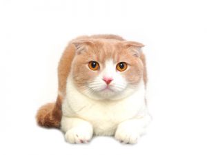 エムドッグス,動物プロダクション,ペットモデル,ペットタレント,モデル猫,タレント猫,スコティッシュフォールド,みるく