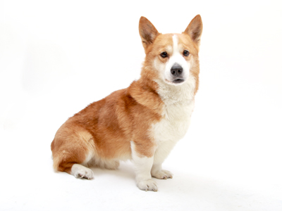 エムドッグス,動物プロダクション,ペットモデル,ペットタレント,モデル犬,タレント犬,ウェルシュコーギー,マック