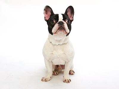 エムドッグス,動物プロダクション,ペットモデル,ペットタレント,モデル犬,タレント犬,フレンチブルドッグ,こたろう