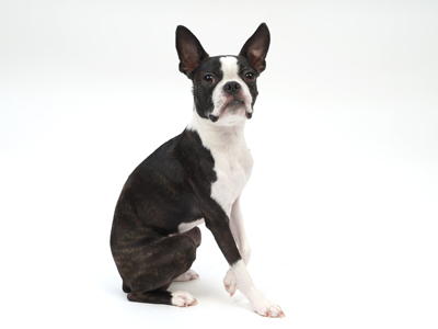 エムドッグス,動物プロダクション,ペットモデル,ペットタレント,モデル犬,タレント犬,ボストンテリア,ハッピー