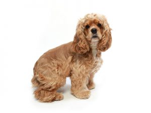 エムドッグス,動物プロダクション,ペットモデル,ペットタレント,モデル犬,タレント犬,アメリカンコッカースパニエル,ハリー