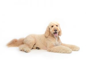 エムドッグス,動物プロダクション,ペットモデル,ペットタレント,モデル犬,タレント犬,ゴールデンドゥードル,セブン