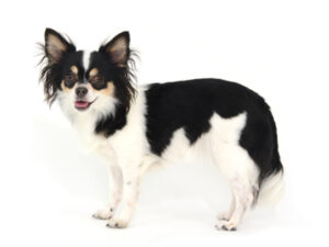 エムドッグス,動物プロダクション,ペットモデル,ペットタレント,モデル犬,タレント犬,チワワ,ニコル