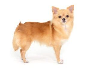 エムドッグス,動物プロダクション,ペットモデル,ペットタレント,モデル犬,タレント犬,チワワ,アリス