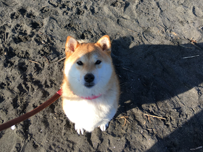ペットモデル 小春 ちゃんと撮影に行ってきました ペットモデル 動物プロダクション エムドッグス ペットモデル タレント犬 タレント猫