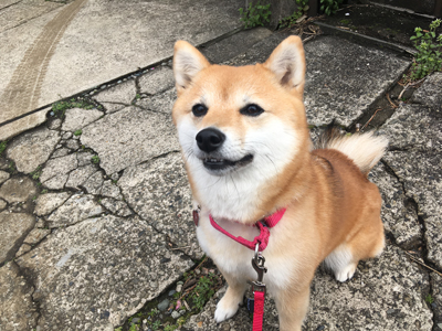 ペットモデルの あずき ちゃんと撮影に行ってきました ペットモデル 動物プロダクション エムドッグス ペットモデル タレント犬 タレント猫 ペットモデルの あずき ちゃんと撮影に行ってきました ペットモデル 動物プロダクション エムドッグス ペットモデル タレント犬 タレント猫