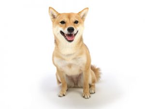 エムドッグス,動物プロダクション,ペットモデル,ペットタレント,モデル犬,タレント犬,柴犬,信乃(しの)