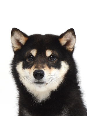 エムドッグス,動物プロダクション,ペットモデル,ペットタレント,モデル犬,タレント犬,柴犬,ウェイク