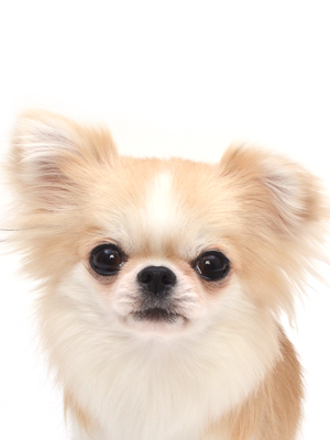 動物プロダクション エムドッグス ペットモデル こま