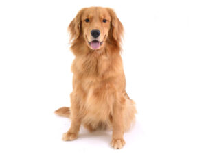 エムドッグス,動物プロダクション,ペットモデル,ペットタレント,モデル犬,タレント犬,ゴールデンレトリーバー,ビビ